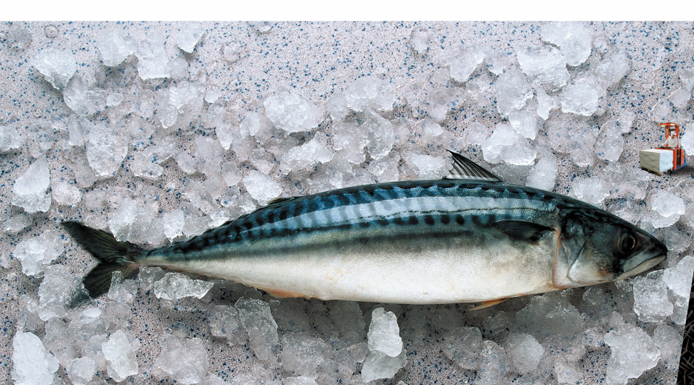 Fish-sales-and-production